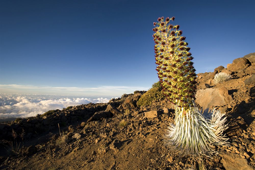 A flowering ʻāhinahina (silversword) on the rocky slopes of Haleakalā above the clouds