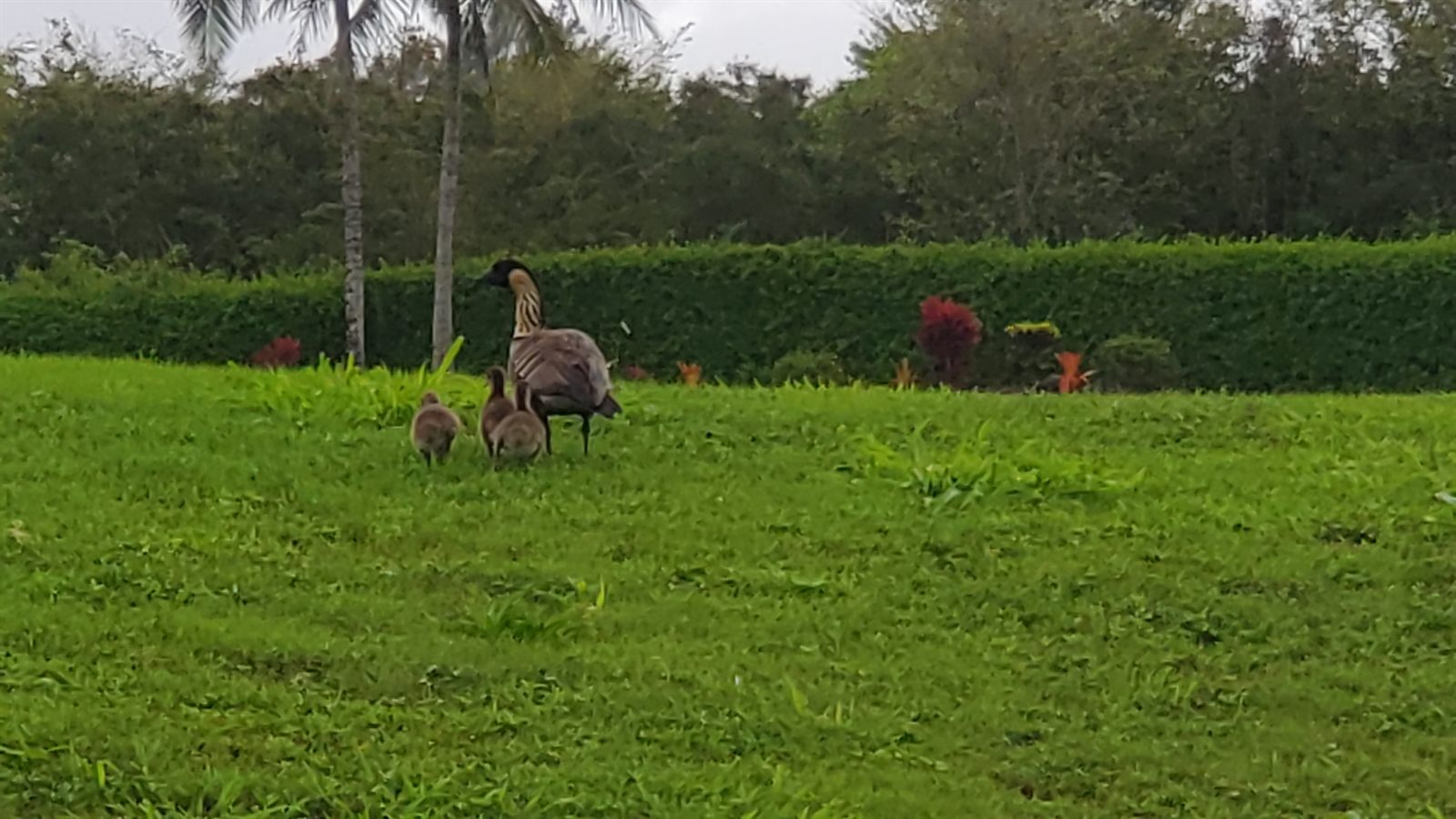 A nēnē, the Hawaiian goose and state bird, with two goslings on a green lawn, one of the Hawaiian culture facts on this page