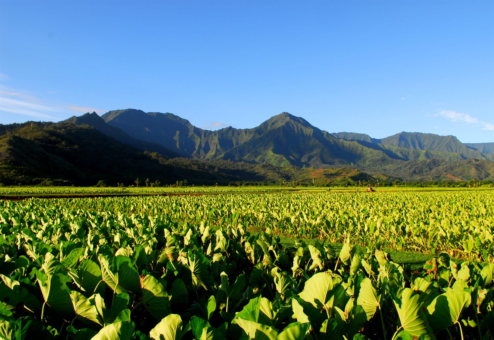 Broad-leaved kalo (taro) growing in wet patches below green mountains, kalo being one of the Hawaiian words and meanings every visitor meets