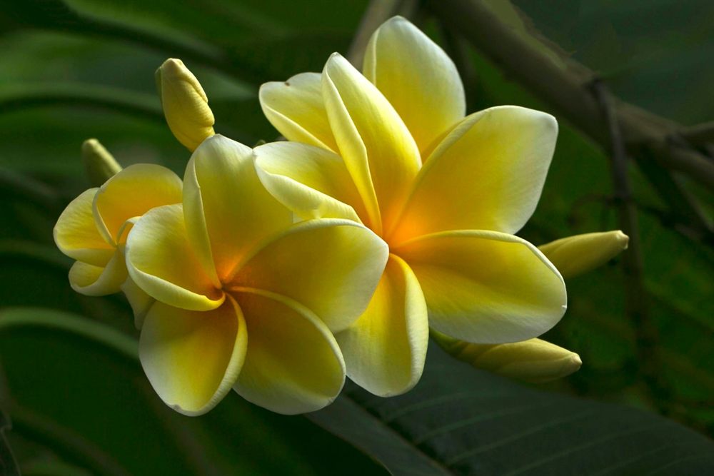 Close-up of yellow and white plumeria blossoms against dark green leaves